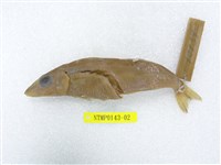 藏品(斑鱚)的圖片